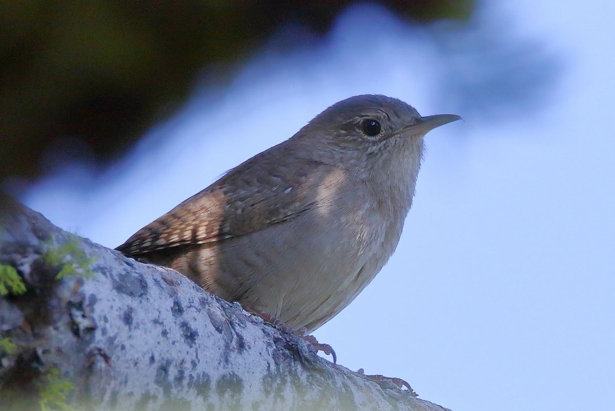 House Wren - Keith Leland