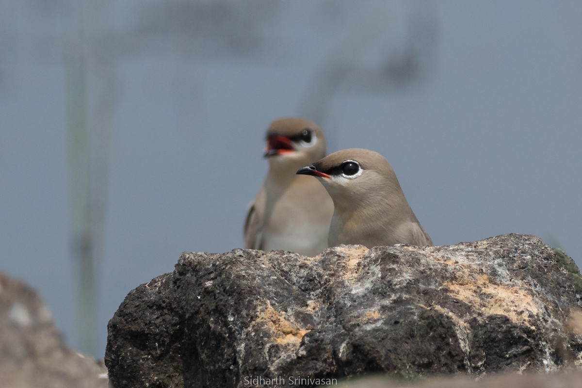 Small Pratincole - ML171743611