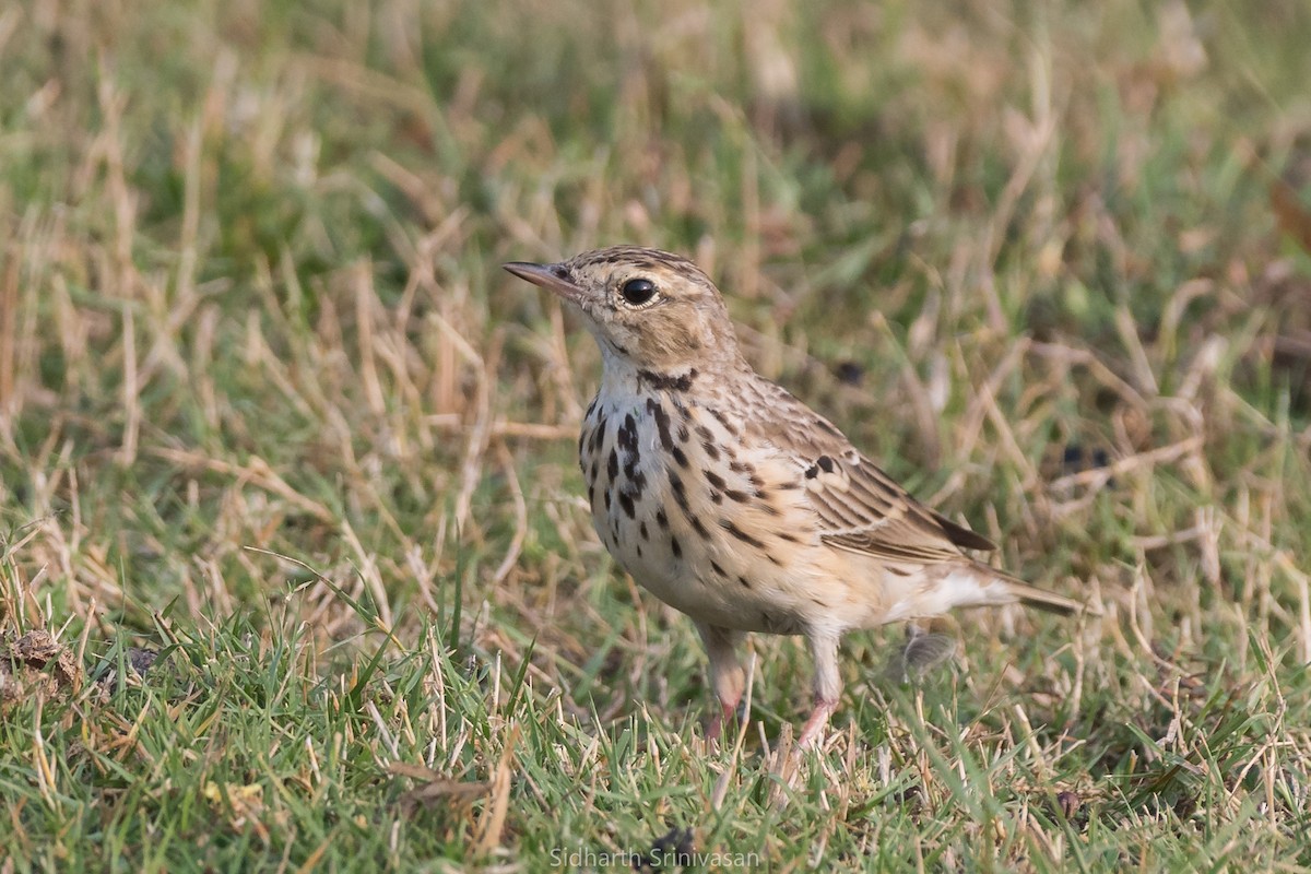 Tree Pipit - ML171744101