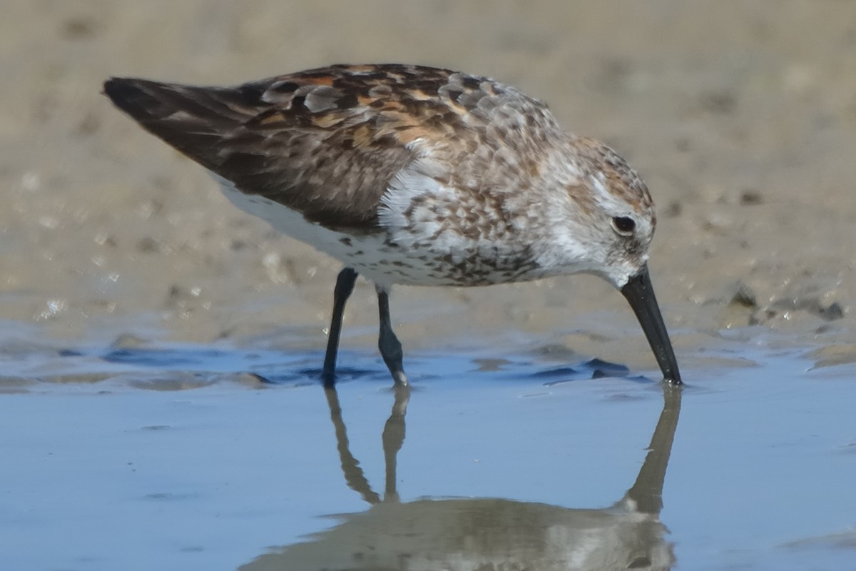 Western Sandpiper - Michiel Oversteegen