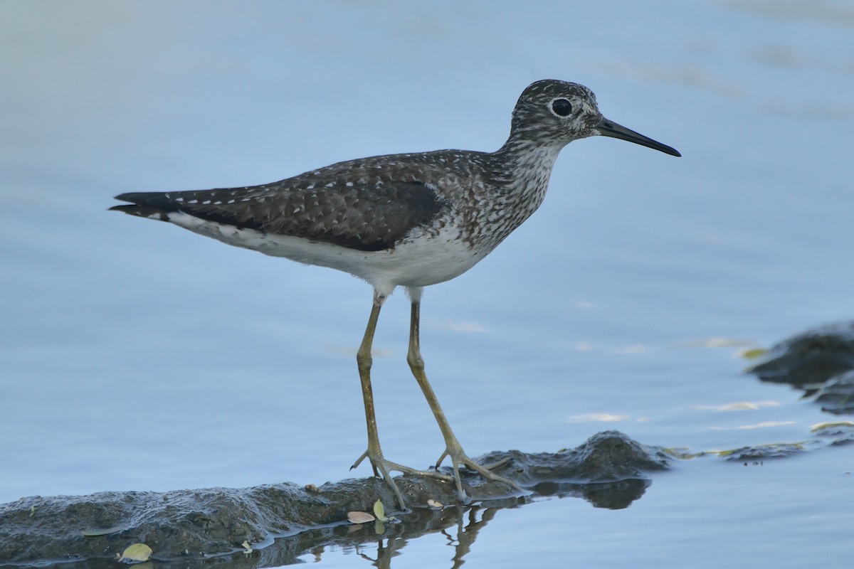 Solitary Sandpiper - ML171746861