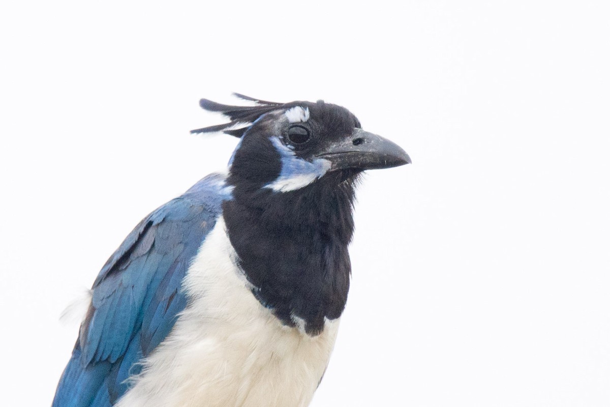 Black-throated Magpie-Jay - ML171747381