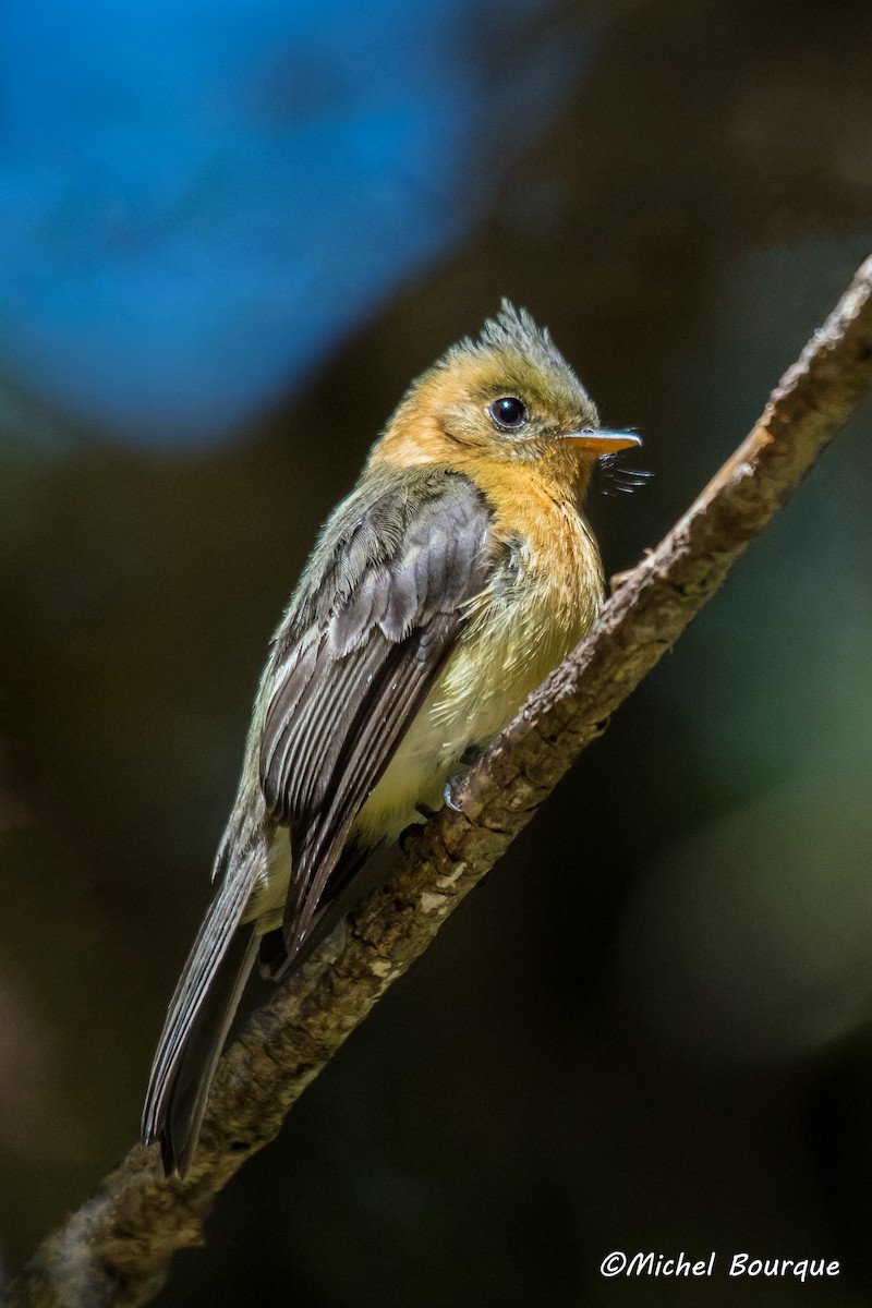 Tufted Flycatcher - Michel Bourque