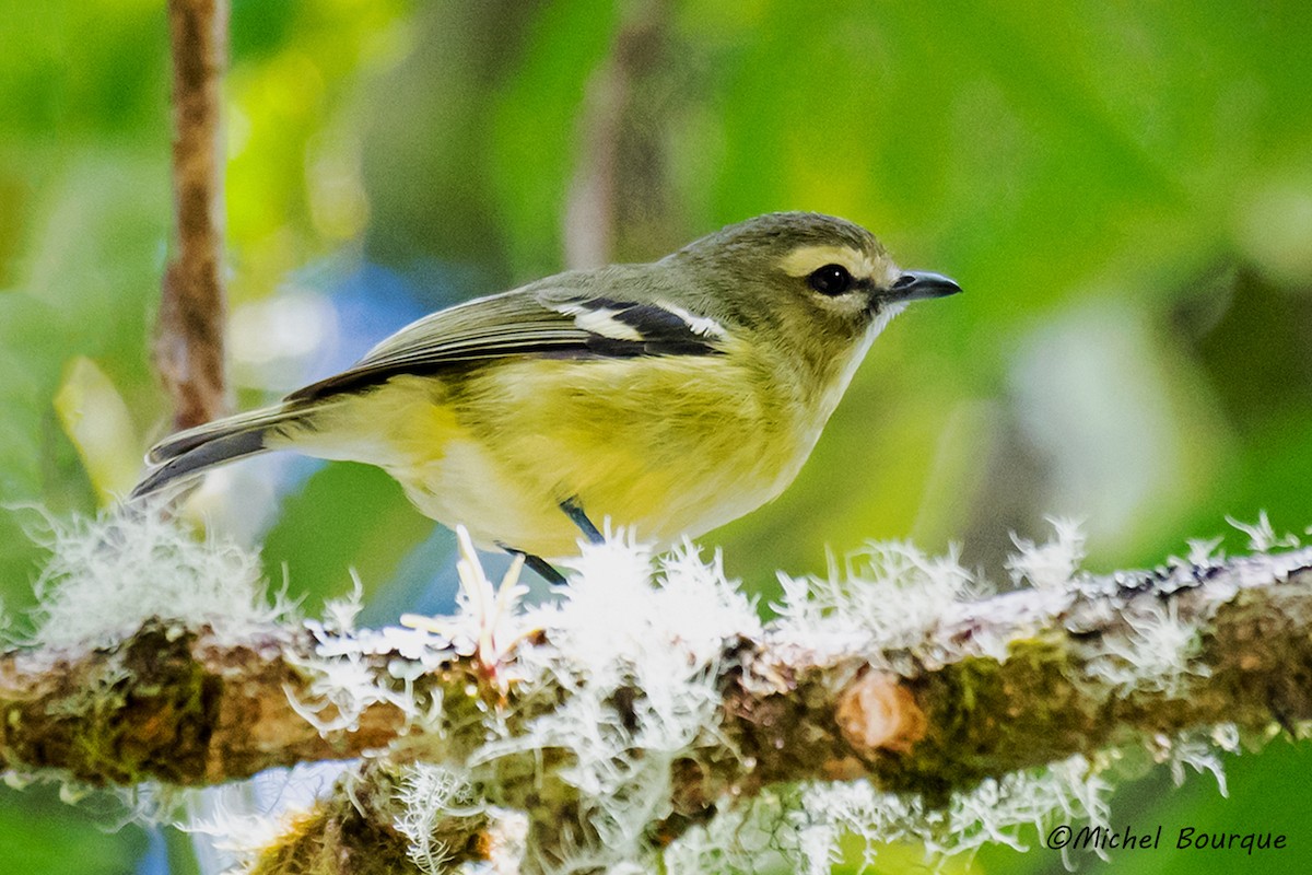 Yellow-winged Vireo - Michel Bourque