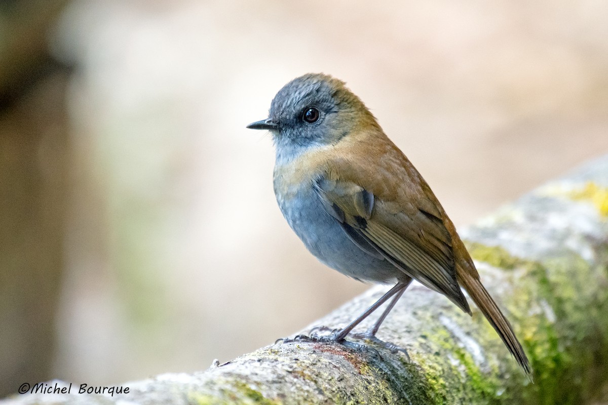 Black-billed Nightingale-Thrush - Michel Bourque