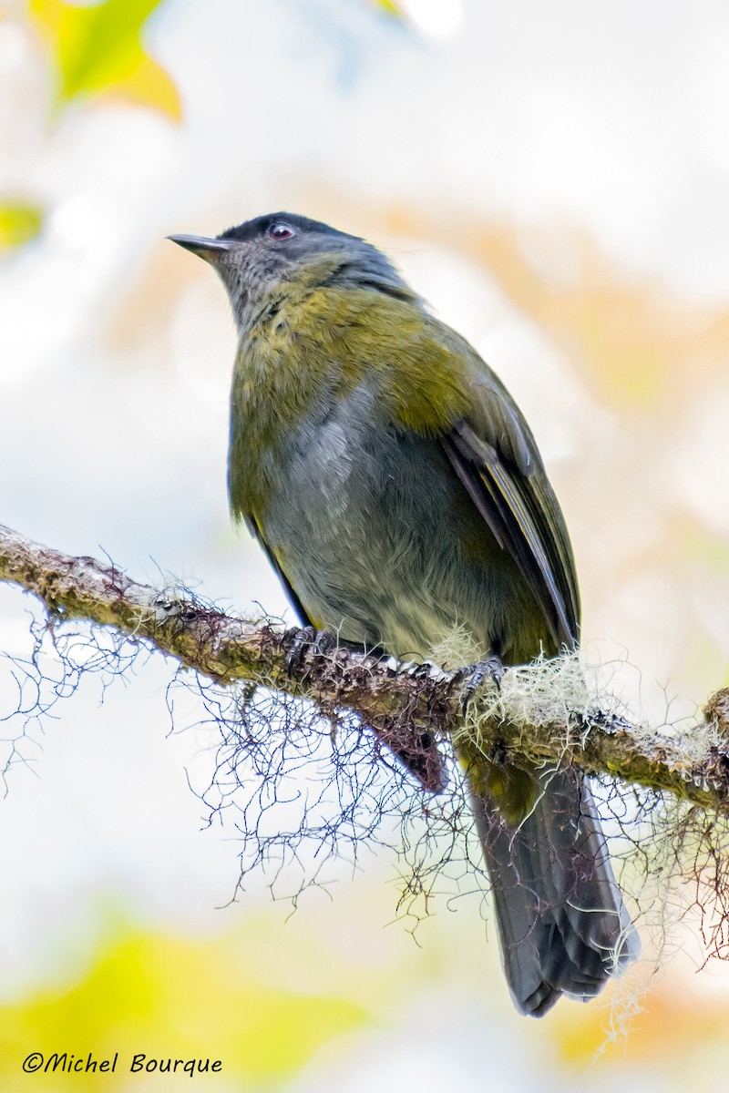 Black-and-yellow Silky-flycatcher - Michel Bourque