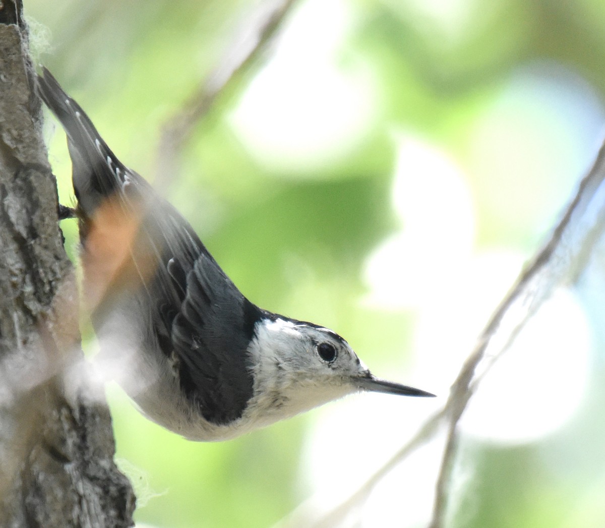 White-breasted Nuthatch (Interior West) - ML171748301