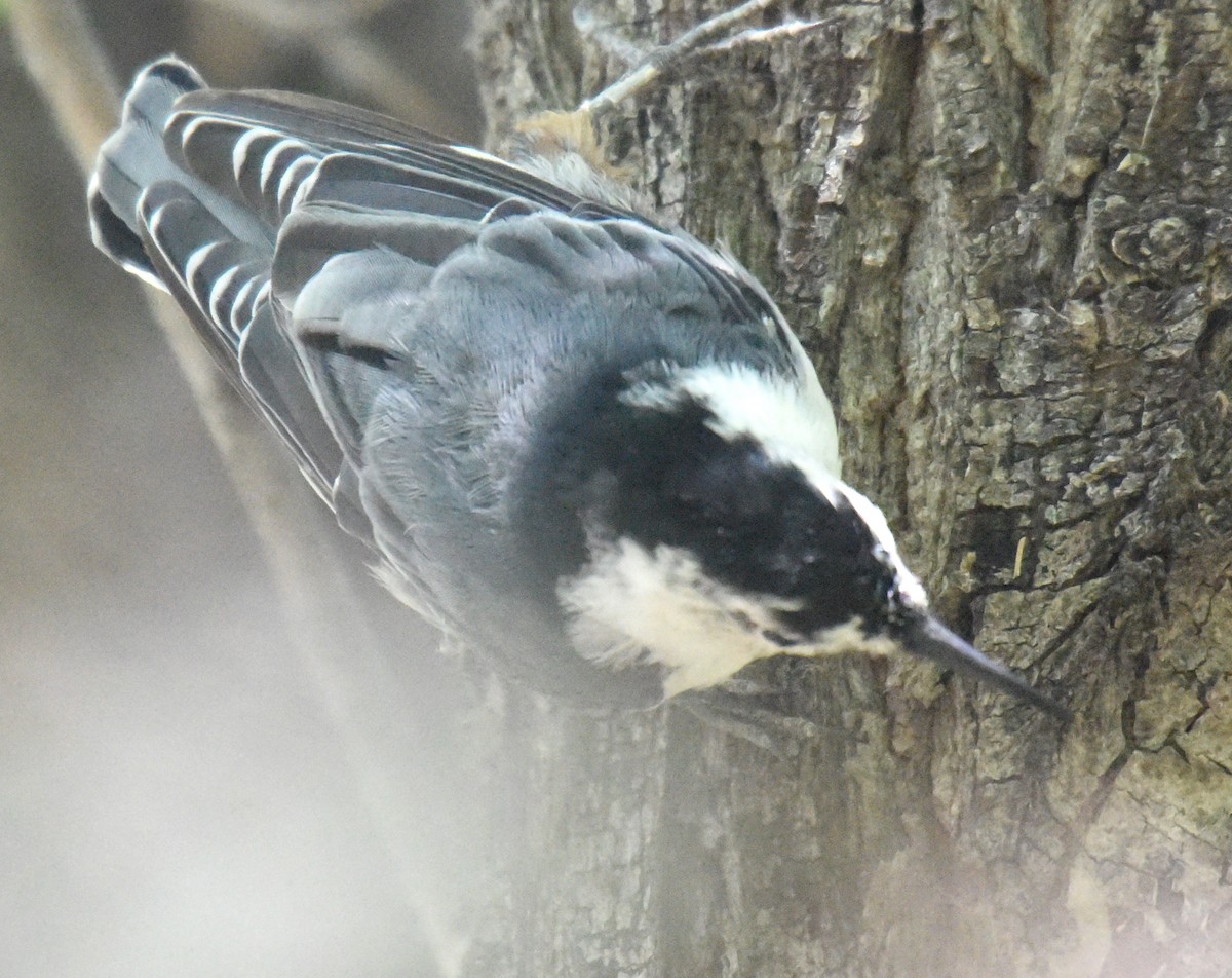 White-breasted Nuthatch (Interior West) - ML171748321