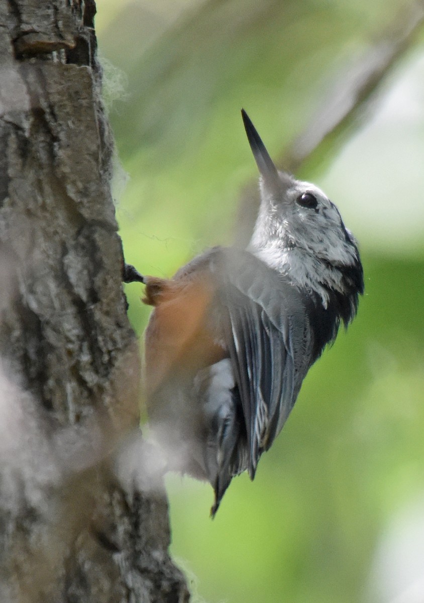 White-breasted Nuthatch (Interior West) - ML171748331