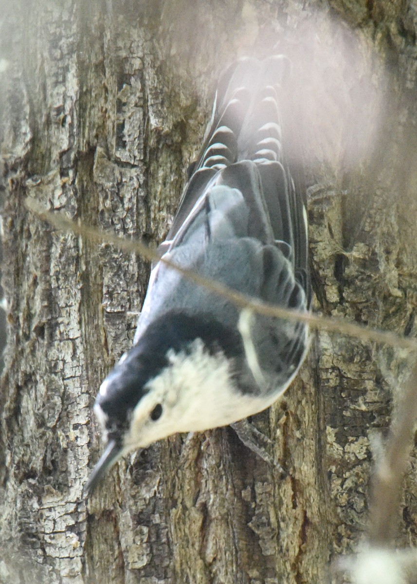 White-breasted Nuthatch (Interior West) - ML171748341