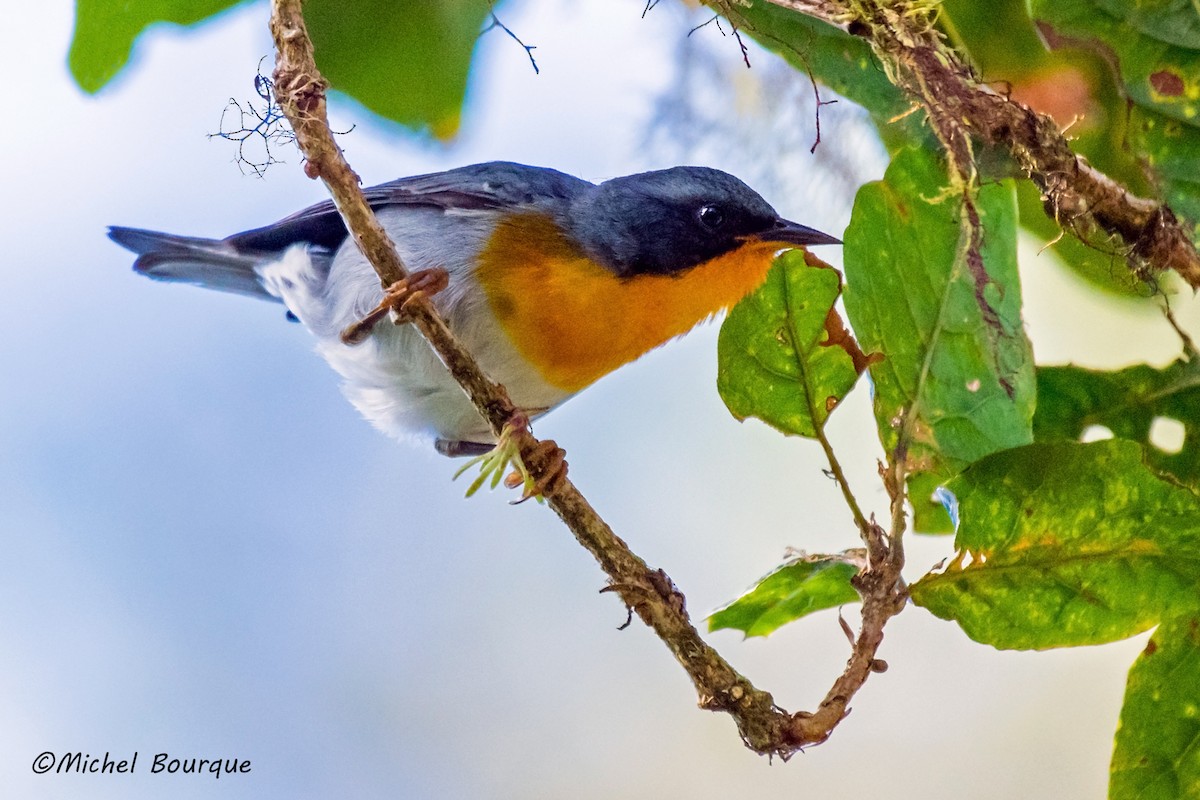 Flame-throated Warbler - Michel Bourque