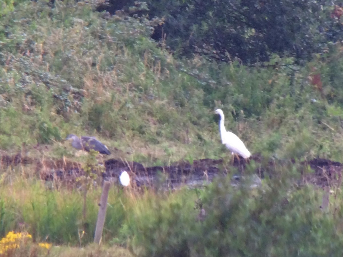 Great Egret - ML171748501