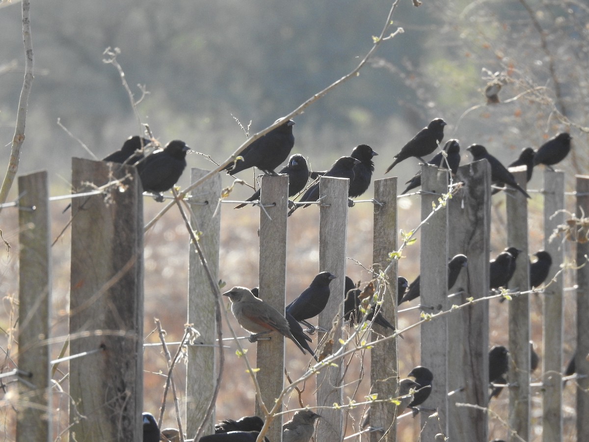 Screaming Cowbird - Viviana Giqueaux