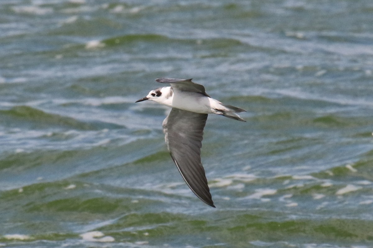 Black Tern - ML171748761