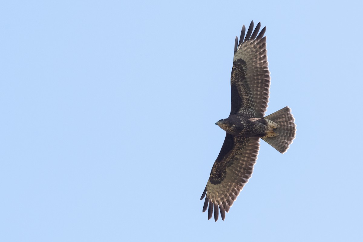 Common Buzzard - ML171748841