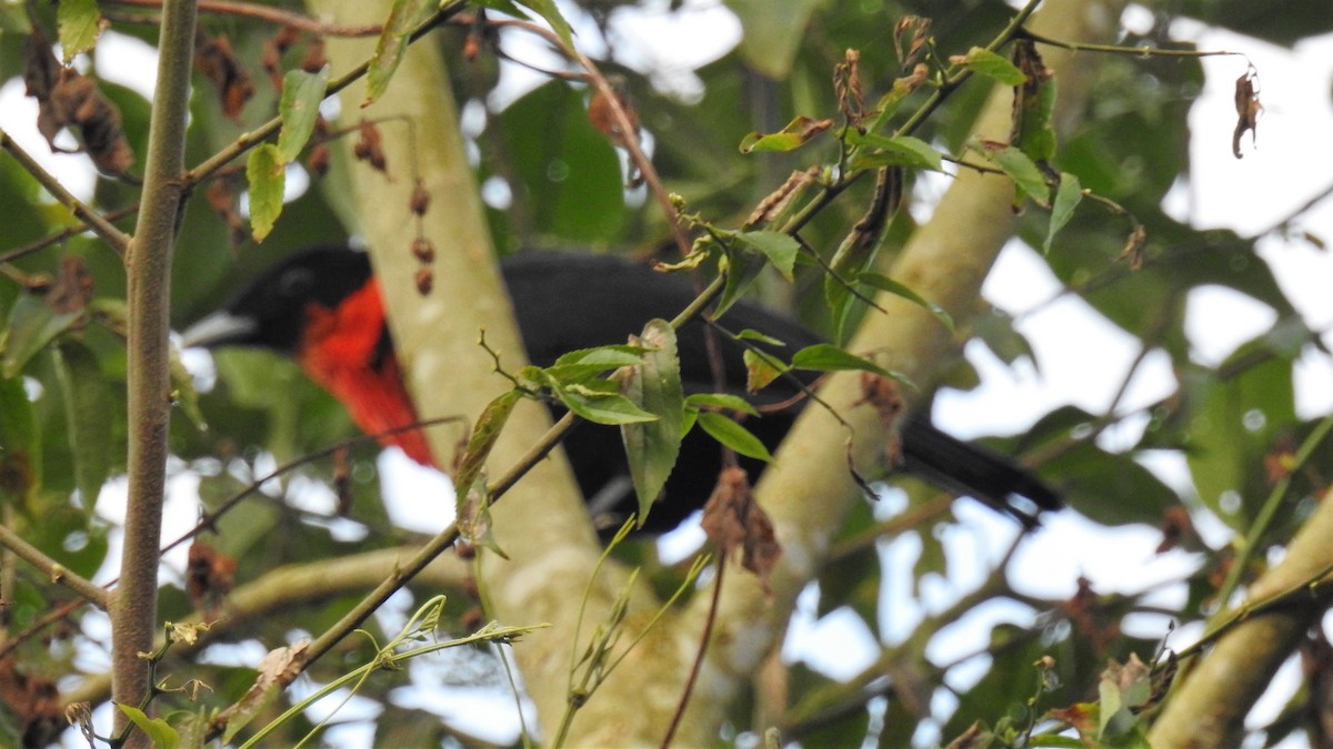 Red-ruffed Fruitcrow - ML171749481