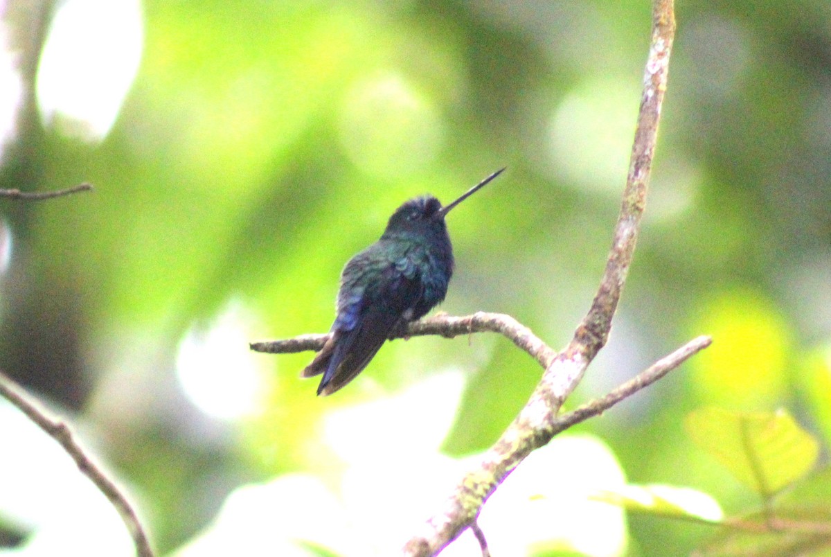 Blue-fronted Lancebill - ML171750891