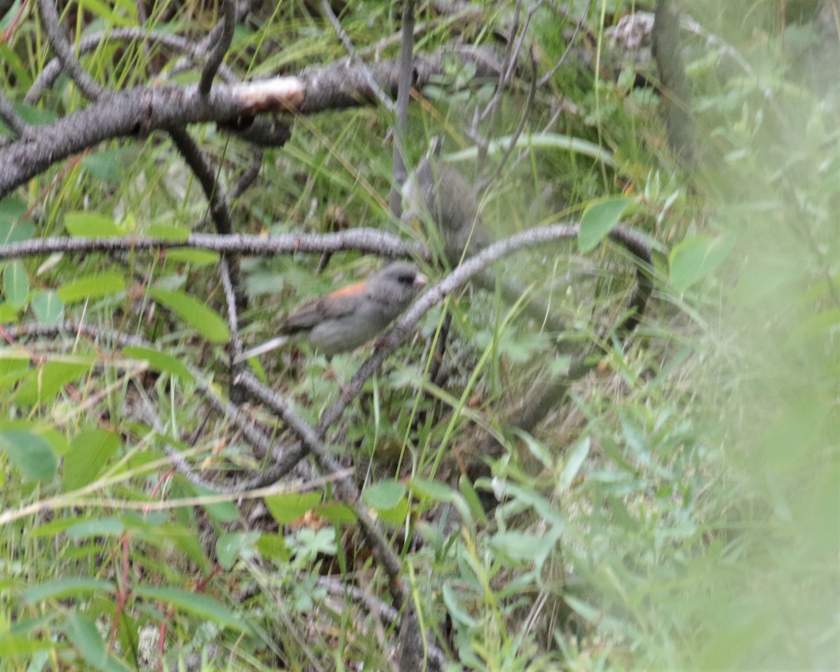 Junco ardoisé (caniceps) - ML171751671