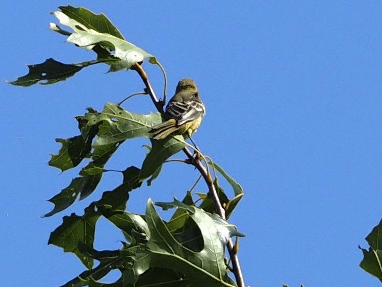 Orchard Oriole - ML171753231