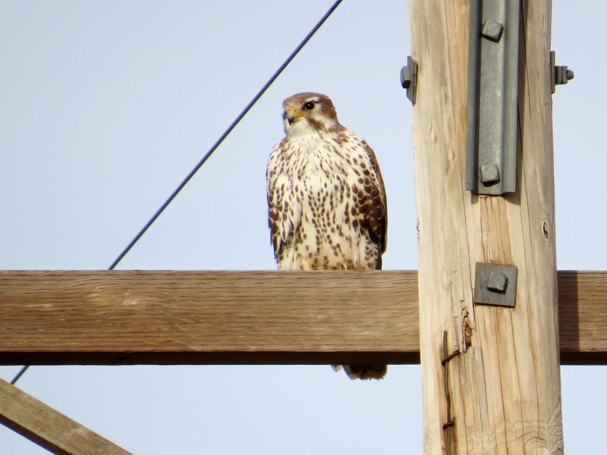 Prairie Falcon - ML171754611