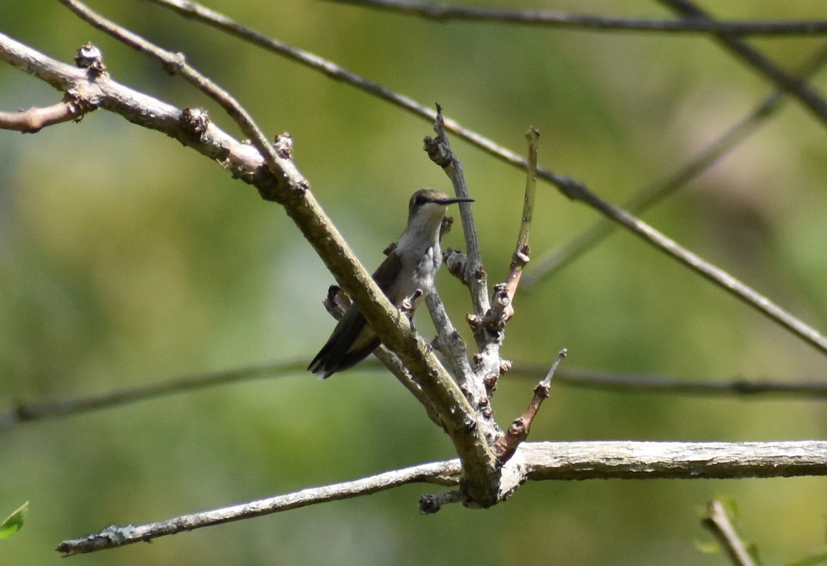 Ruby-throated Hummingbird - ML171755011