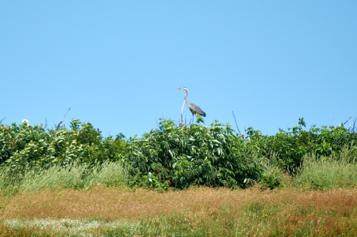 Great Blue Heron - ML171755161
