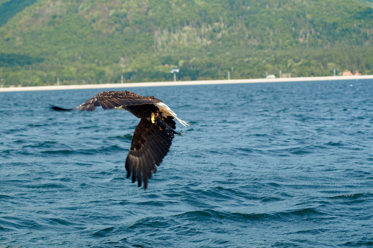 Bald Eagle - ML171755181