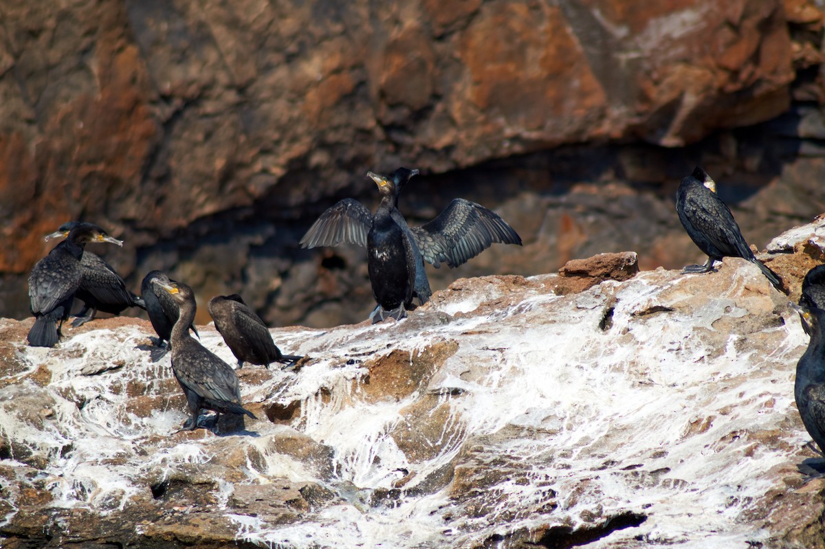 Double-crested Cormorant - ML171755191