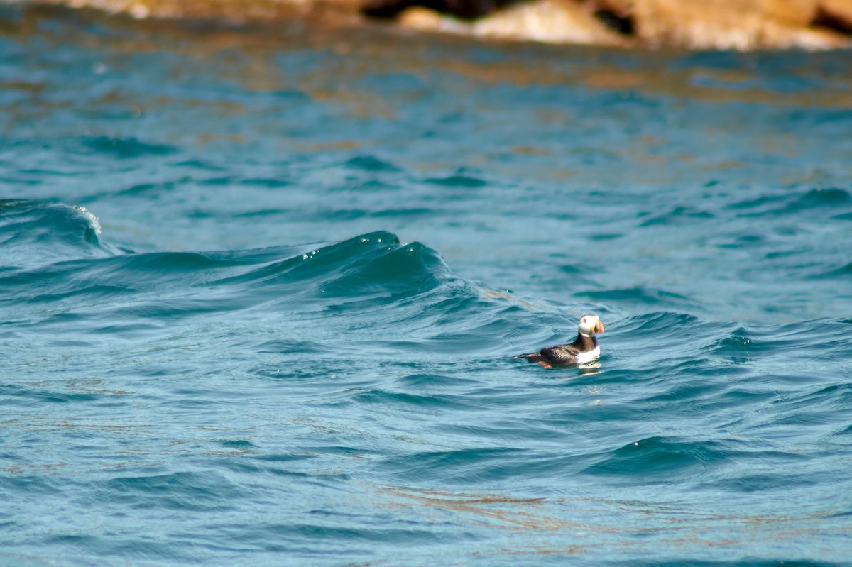 Atlantic Puffin - ML171755241