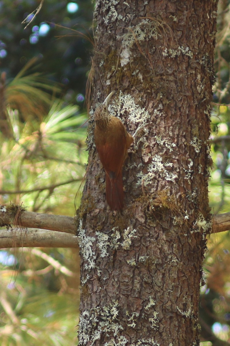 Strong-billed Woodcreeper - ML171756111