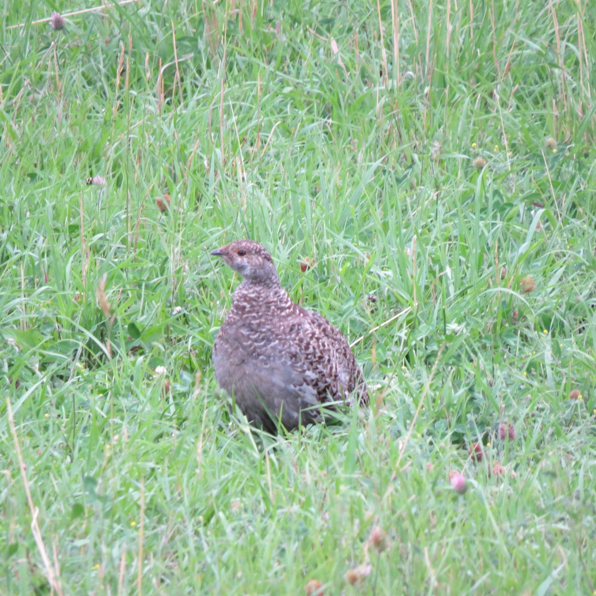 Dusky Grouse - ML171758721