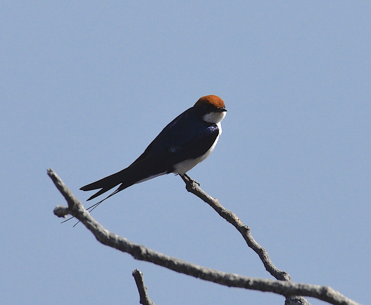 Wire-tailed Swallow - ML171759111