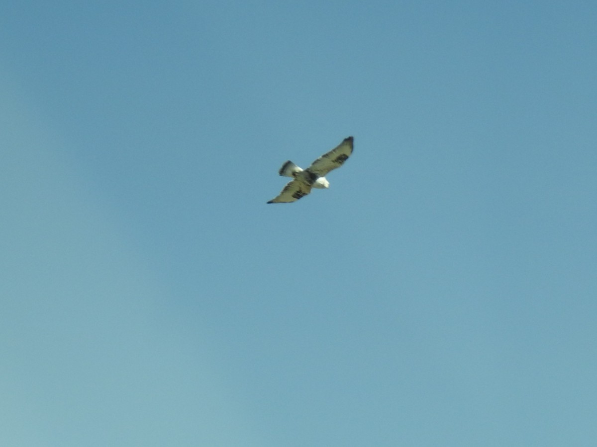 Тарлан сар - ML171759131