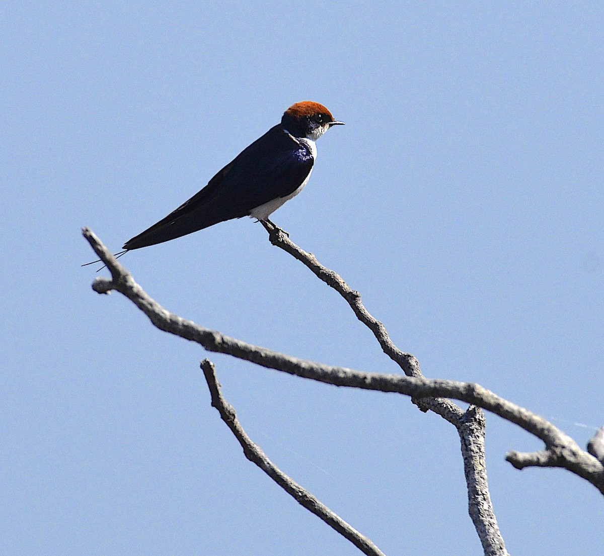 Wire-tailed Swallow - ML171759141