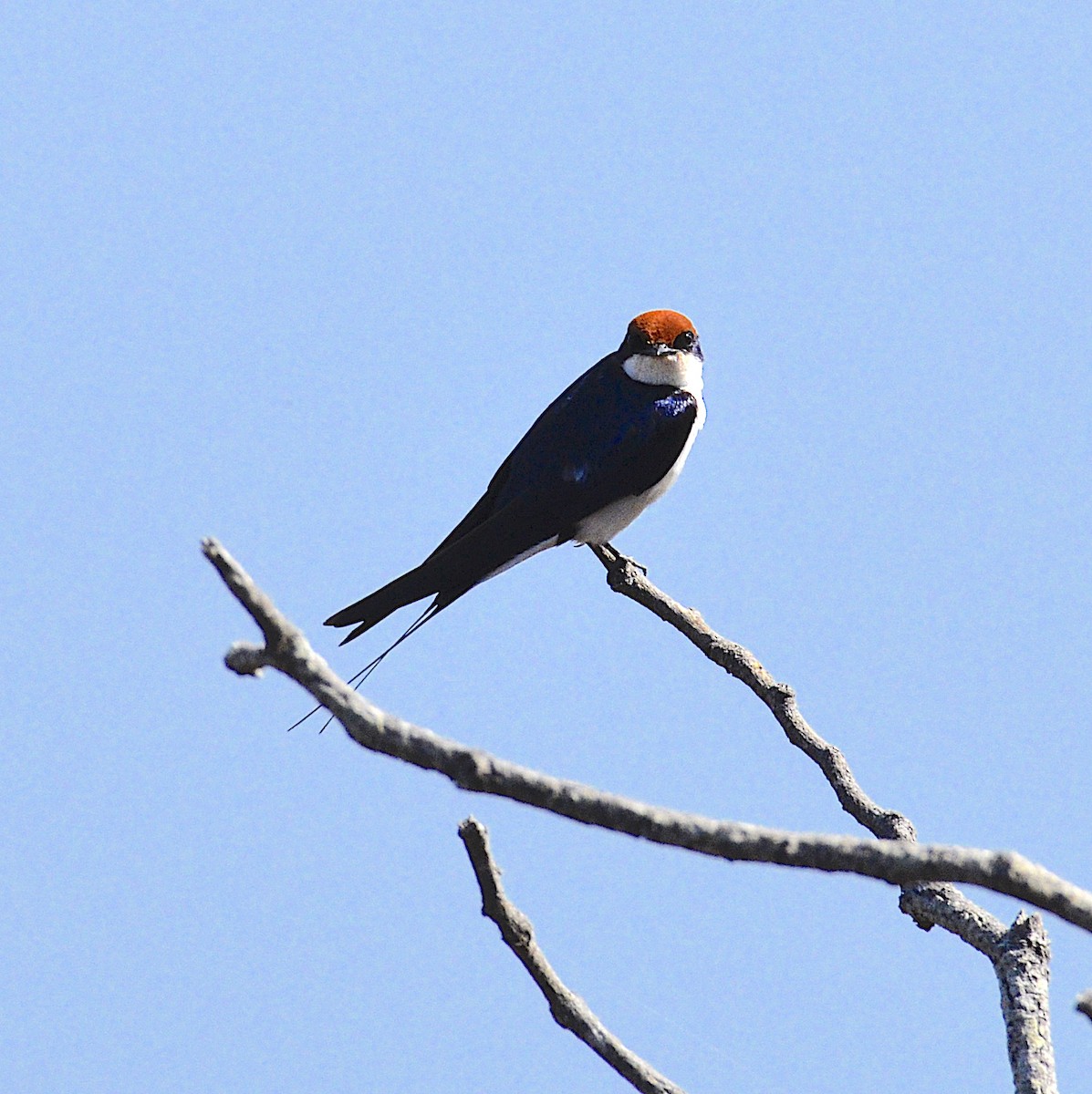 Wire-tailed Swallow - ML171760261