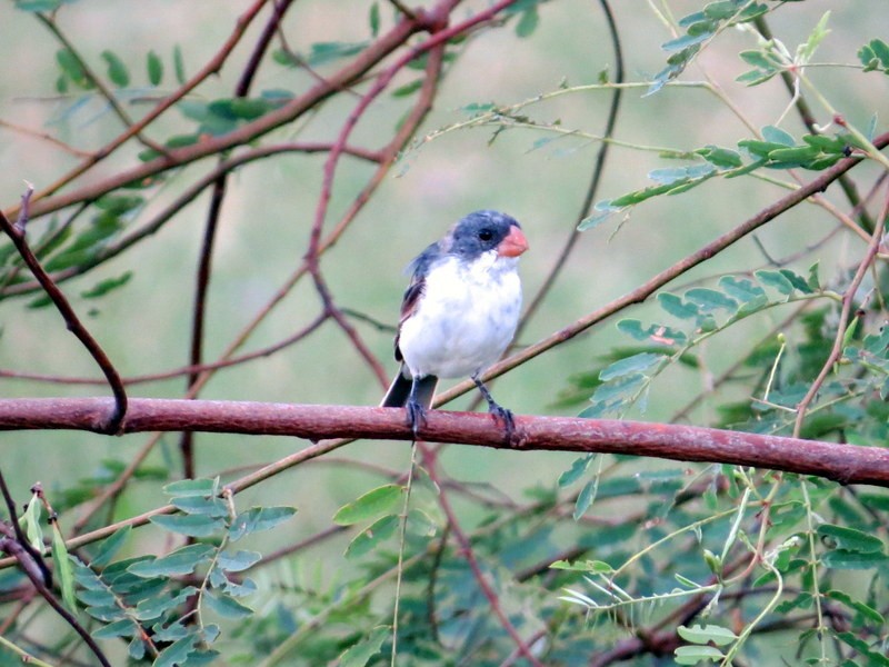 White-bellied Seedeater - Julián Uriel Collado