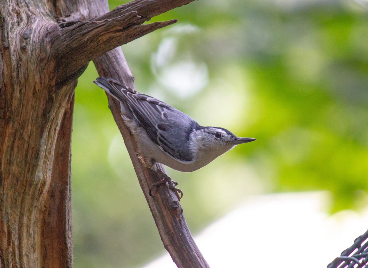 White-breasted Nuthatch - ML171762401