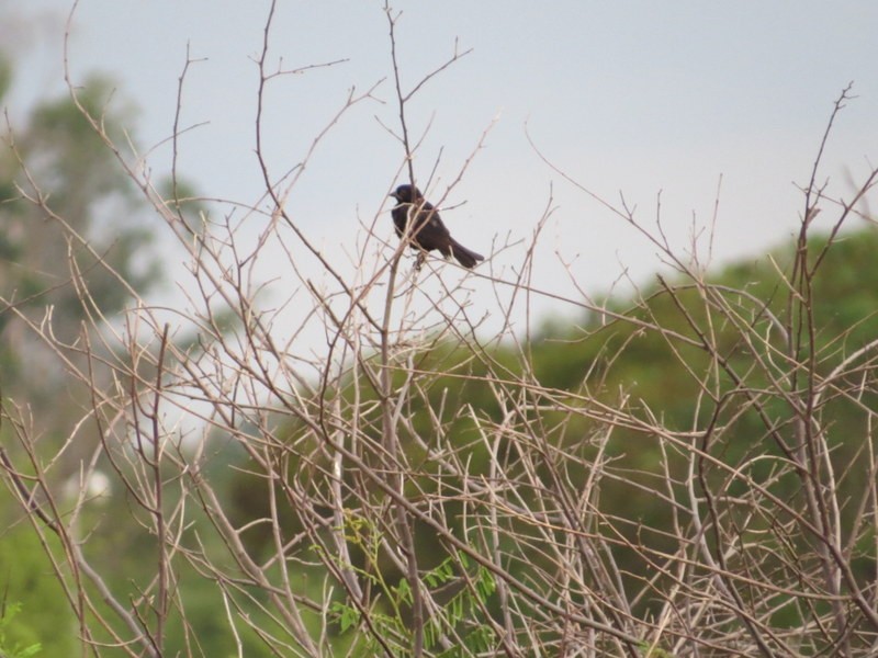 Blue-black Grassquit - ML171762461