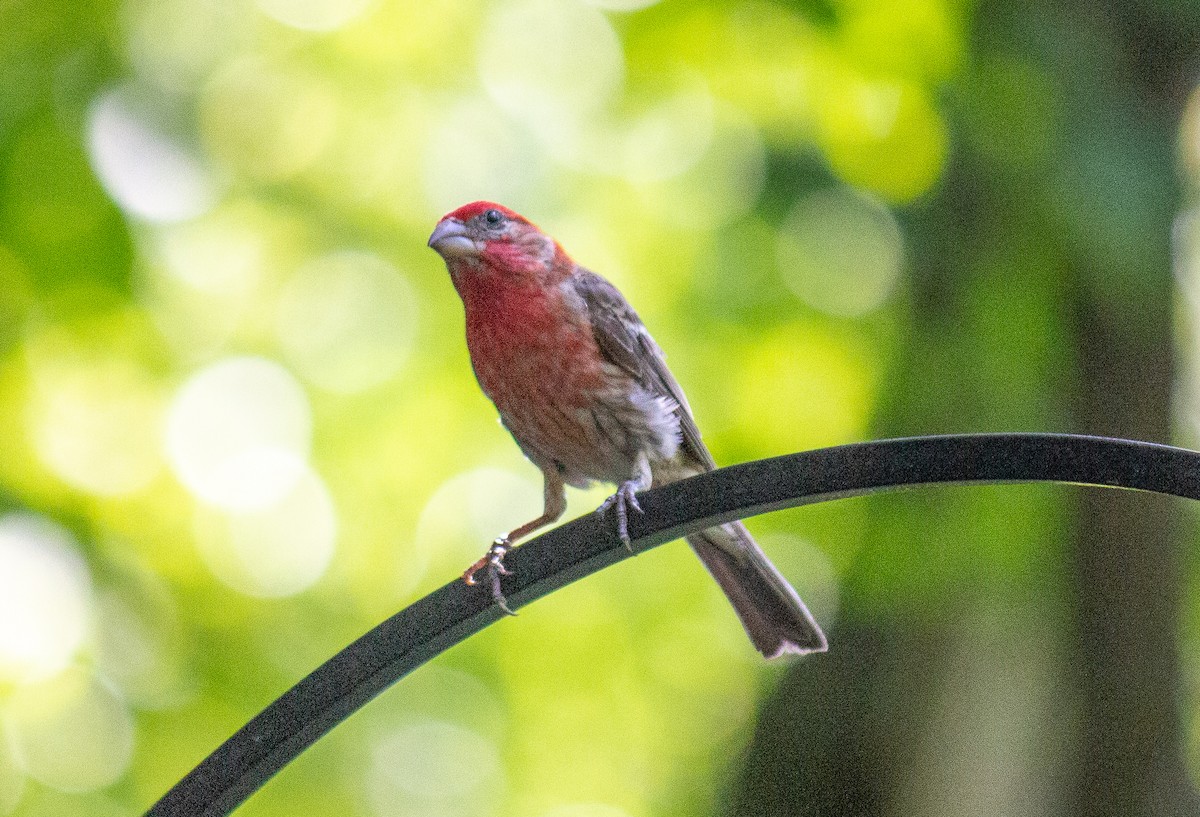 House Finch - ML171762511