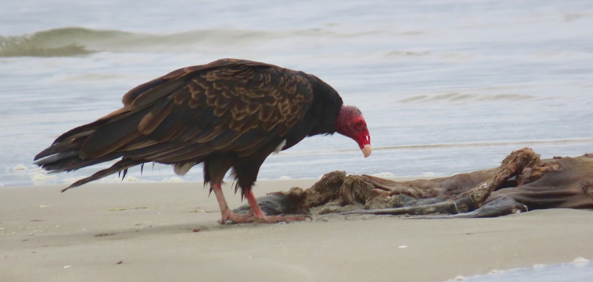 Turkey Vulture - ML171763081