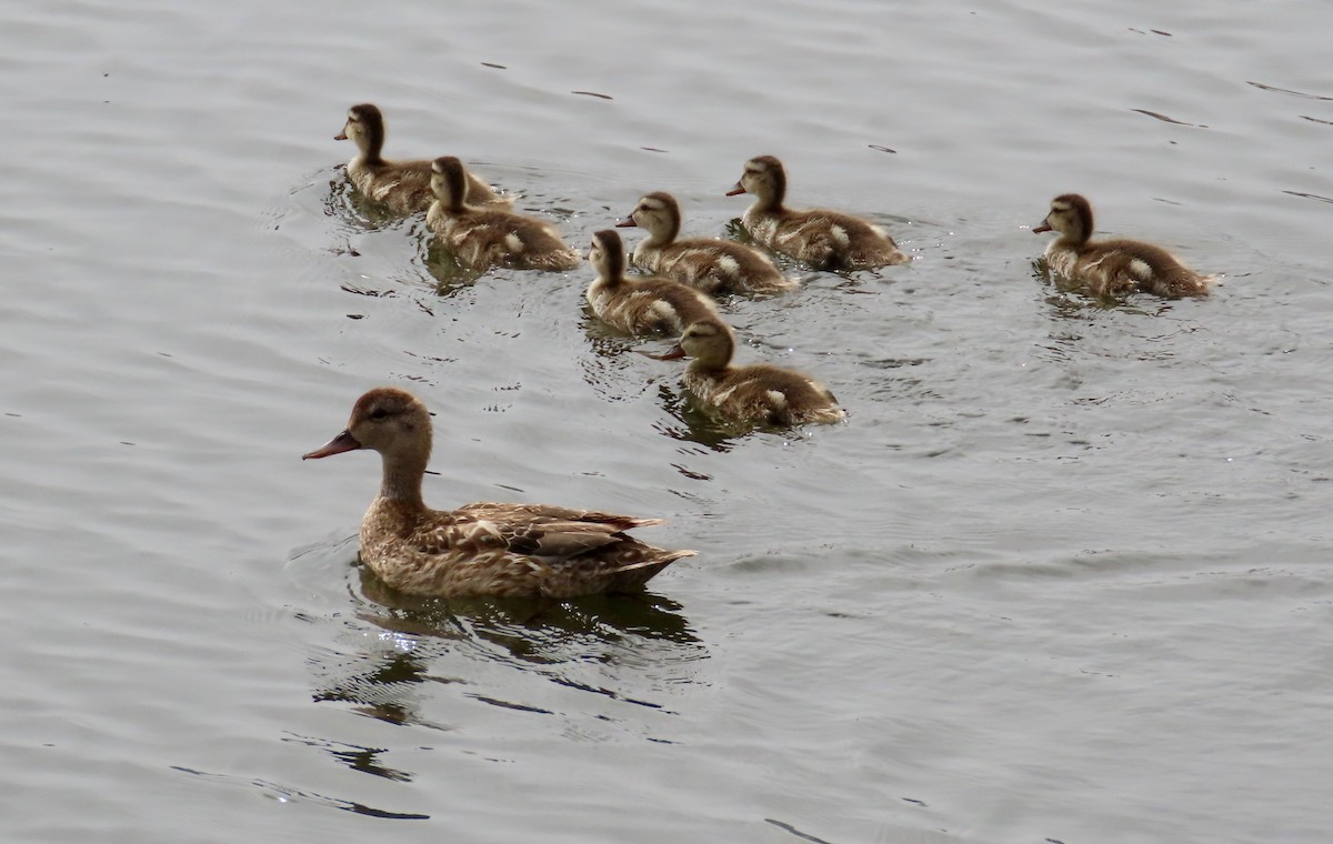 Gadwall - Petra Clayton