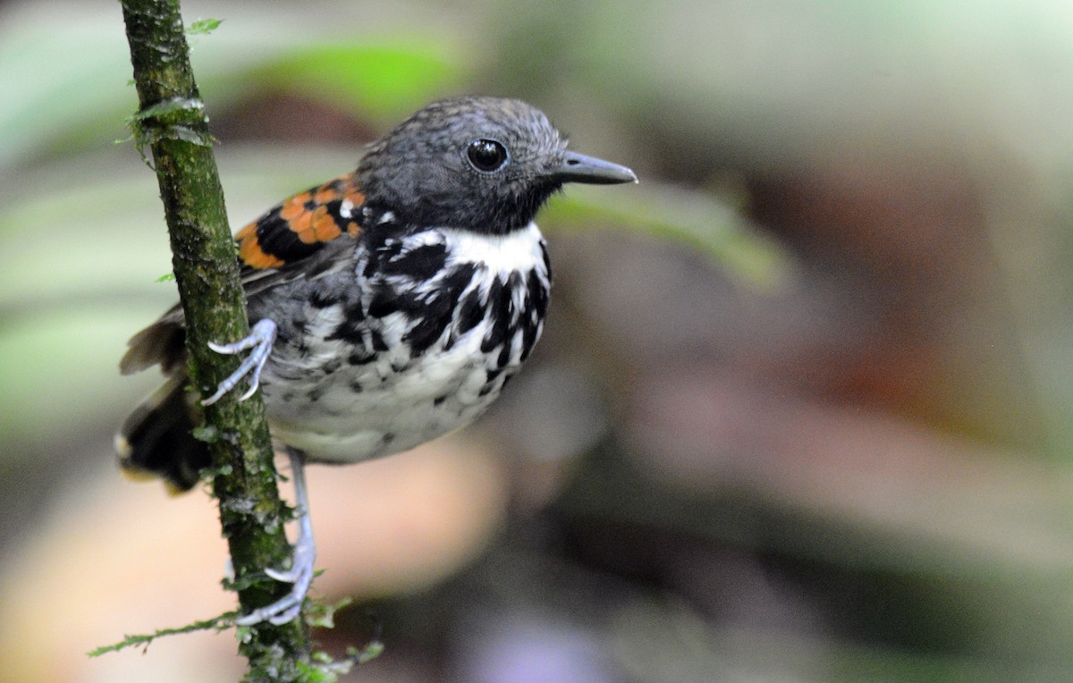 Spotted Antbird - ML171766861