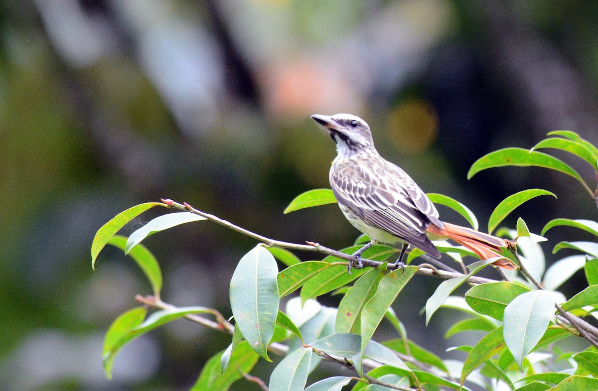 Sulphur-bellied Flycatcher - ML171767121