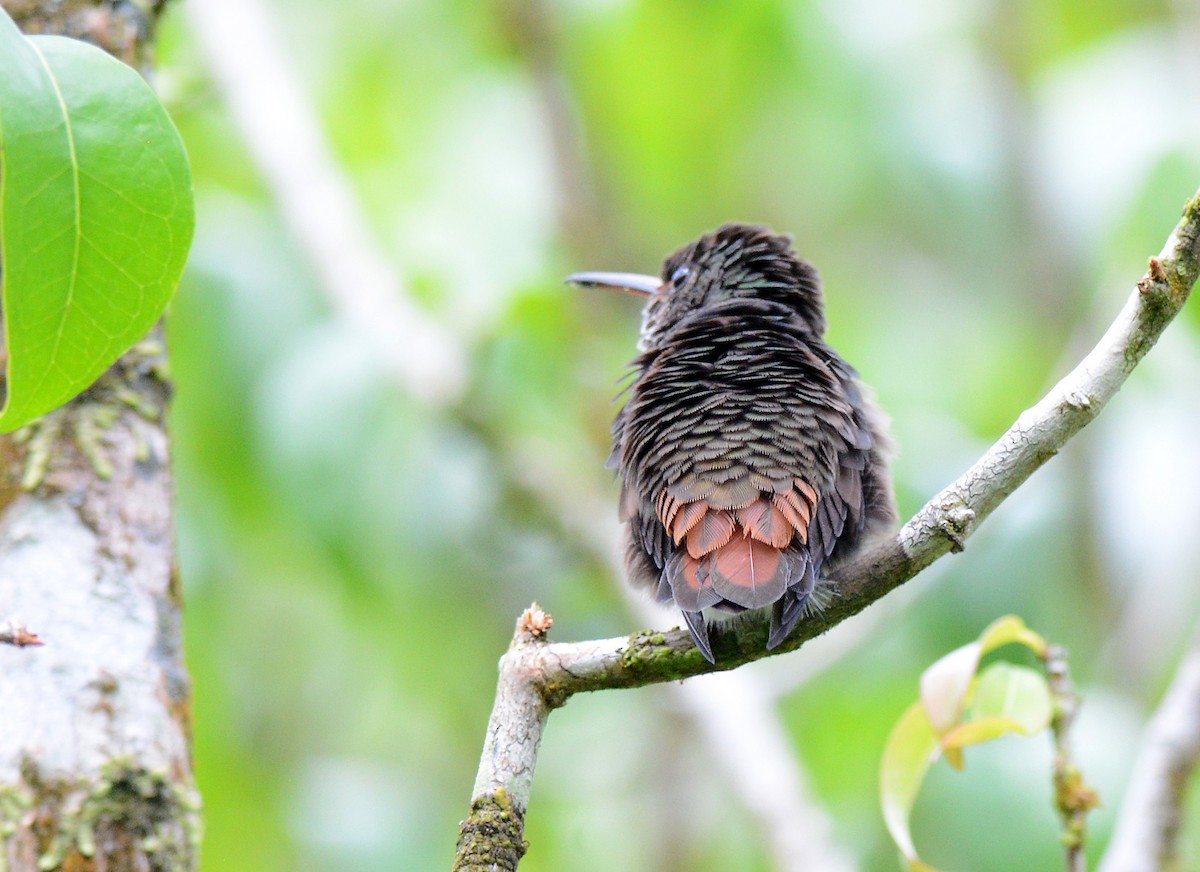 Colibrí Patirrojo - ML171767231