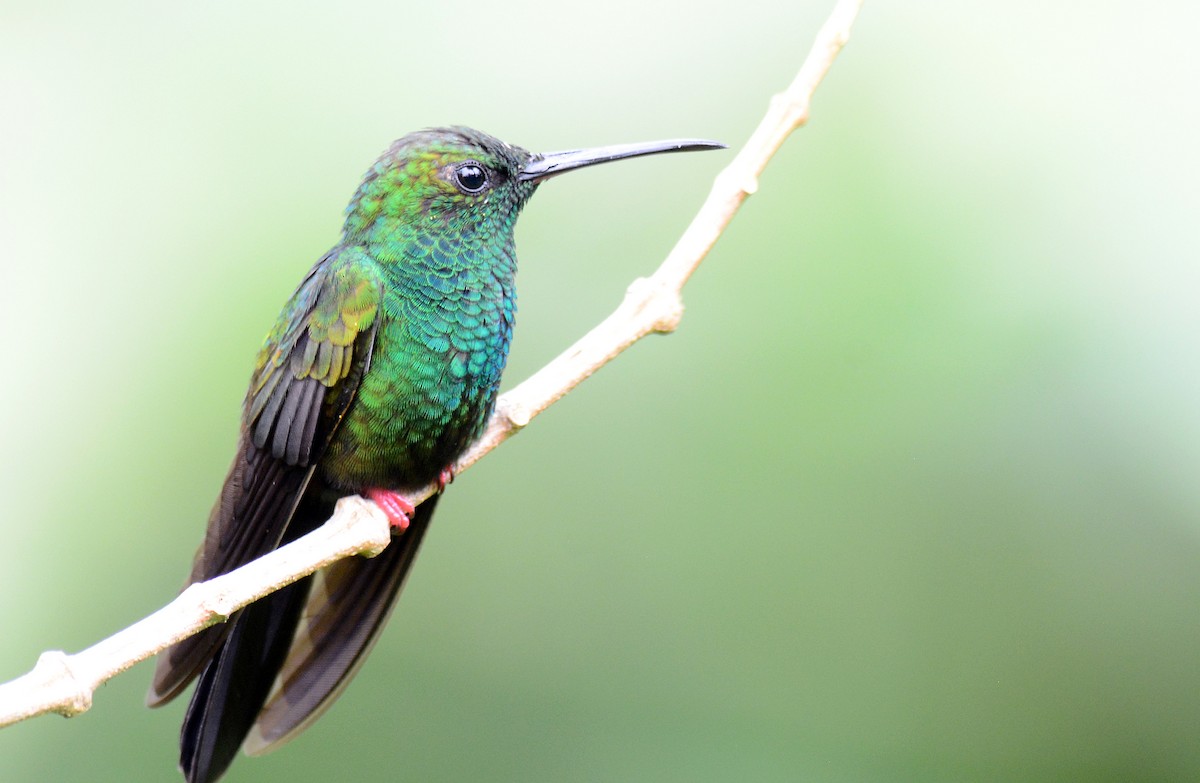 Colibrí Patirrojo - ML171767241