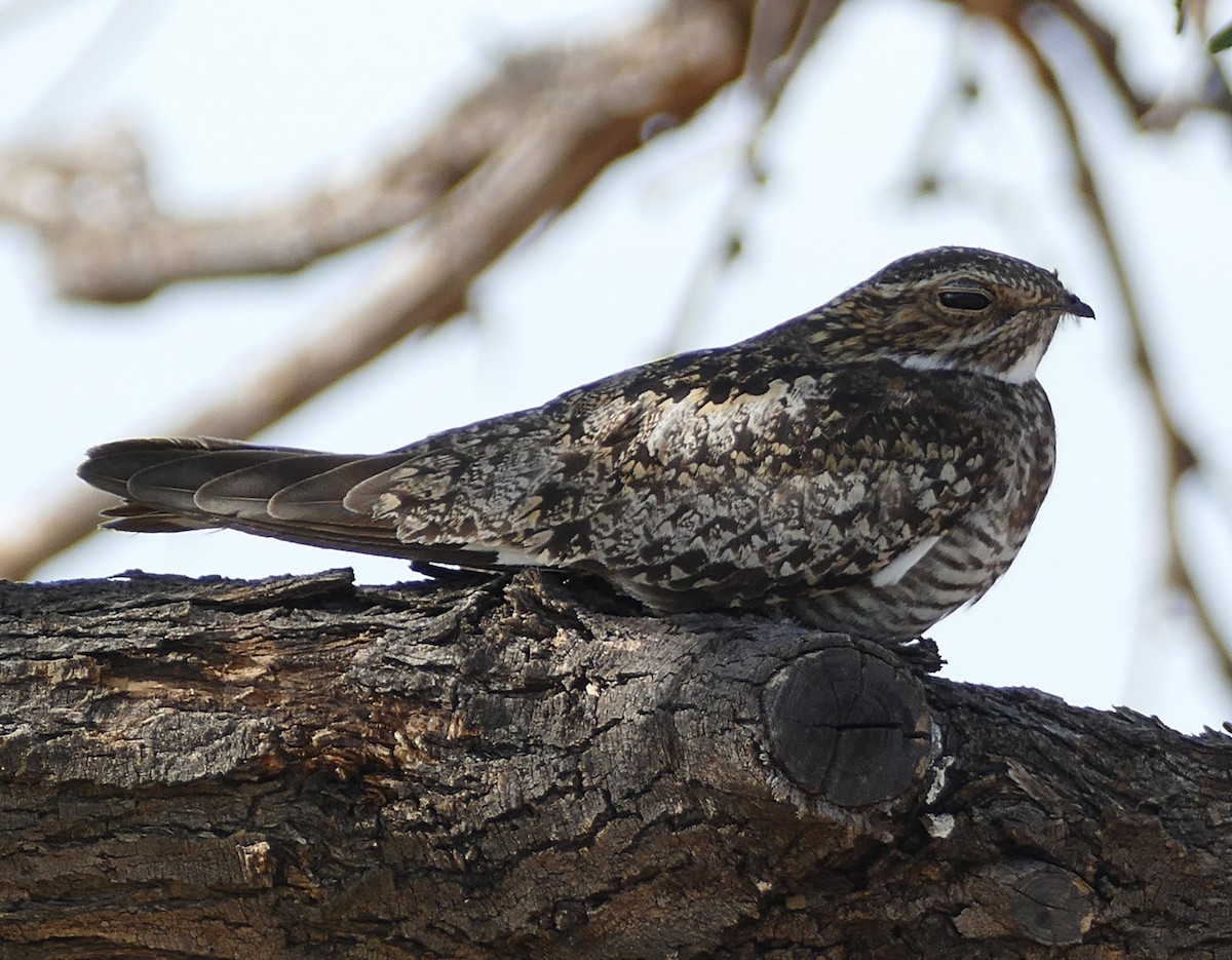 Common Nighthawk - Wendy McCrady