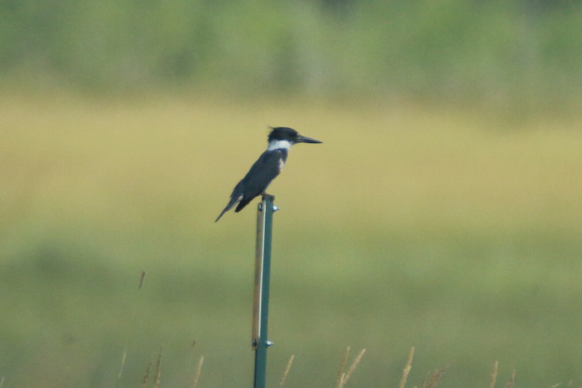 Belted Kingfisher - ML171768301