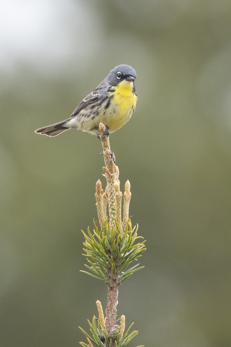 Kirtland's Warbler - ML171770241