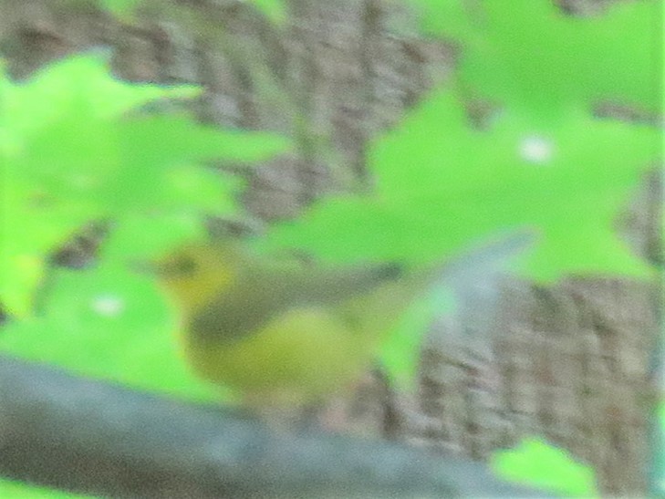 Hooded Warbler - ML171770671