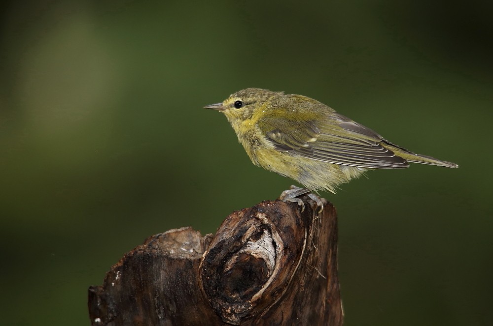 Tennessee Warbler - Josée Rousseau